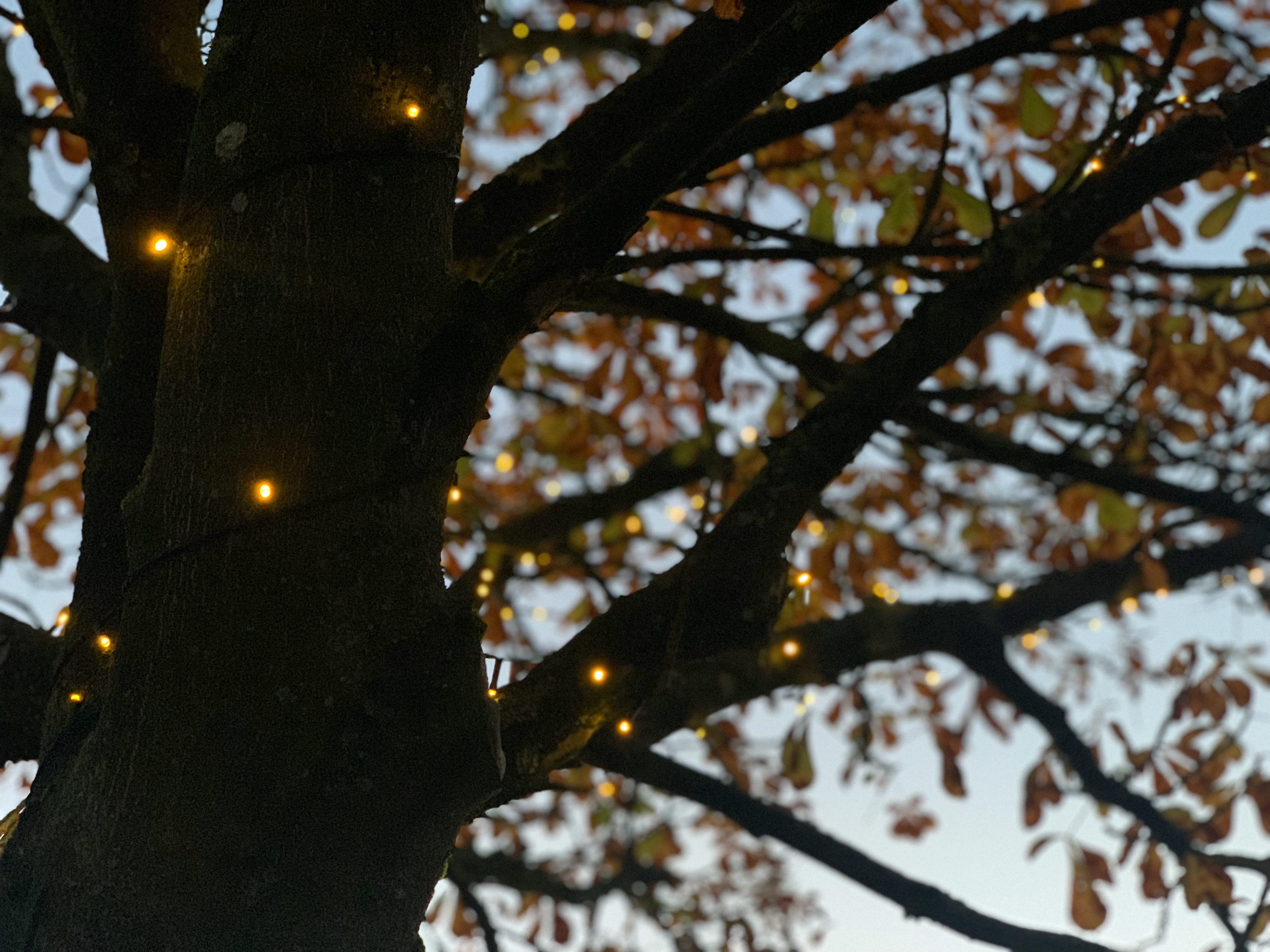 Träd med LED-belysning.