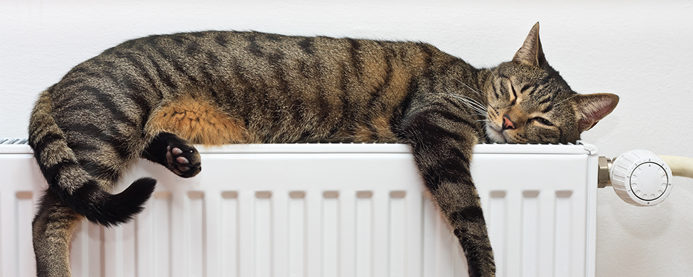 Katt som vilar på elradiator