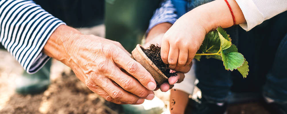 Närbild på två händer, en äldre person och ett barn, som tillsammans håller om en planta som ska planteras