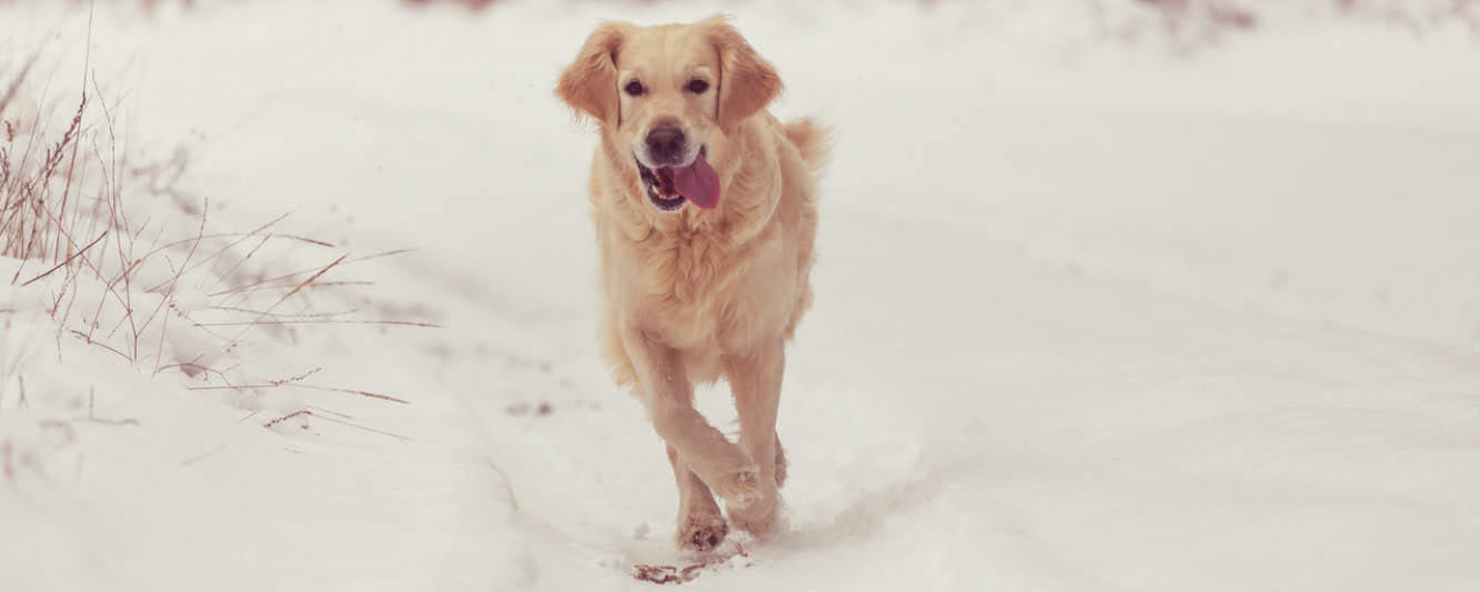 Glad ljus hund med tungan ute skuttar mot kameran i snölandskap.
