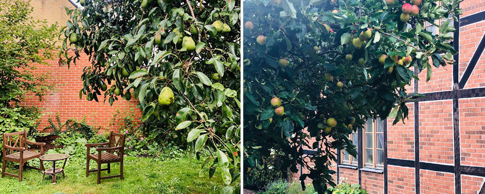 Päron och äppleträd på innergård
